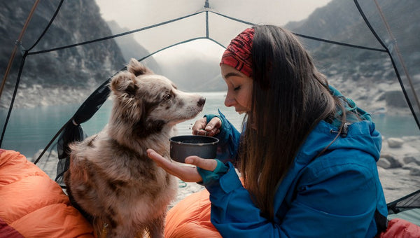 camping with dogs